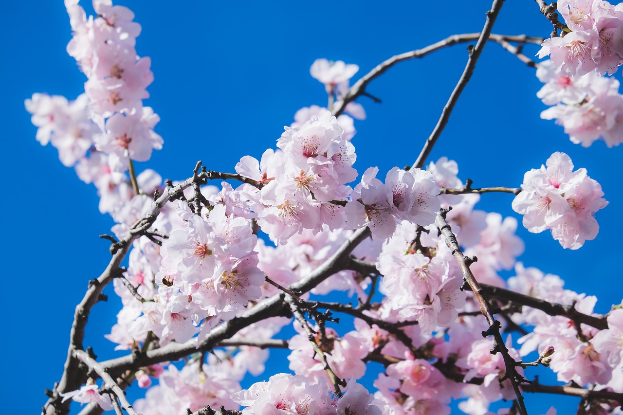 Must-Visit Destinations in Japan for Cherry Blossom Season